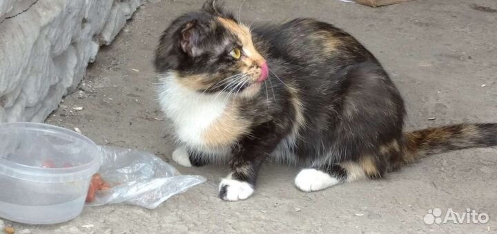Найдена трехцветная кошка вислоухая