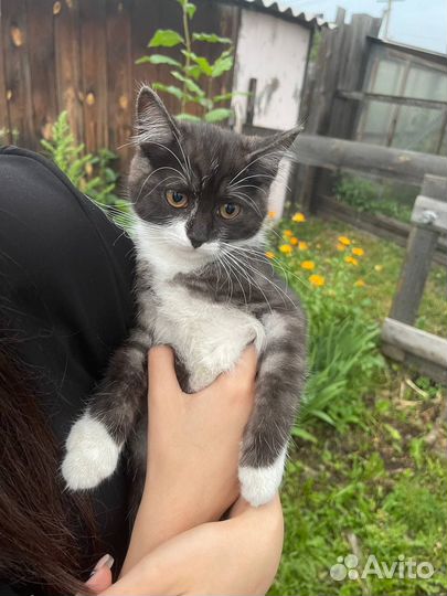 Кошки бесплатно