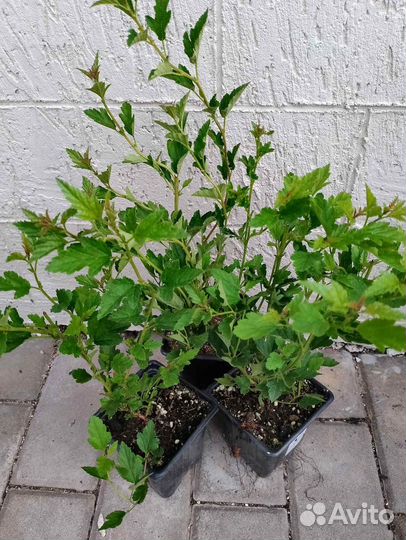 Пузыреплодник литл гринни