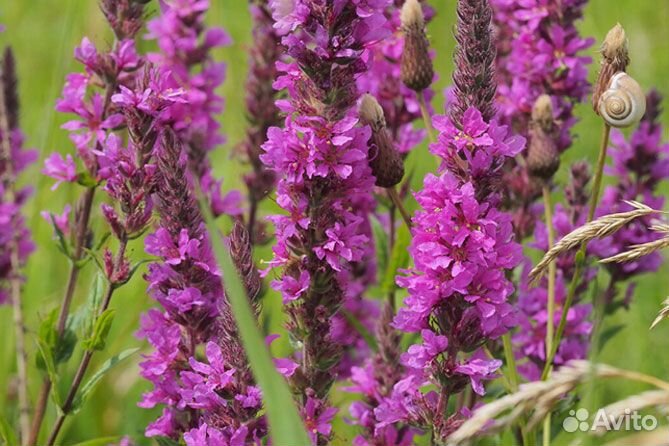 Дербенник (семена)