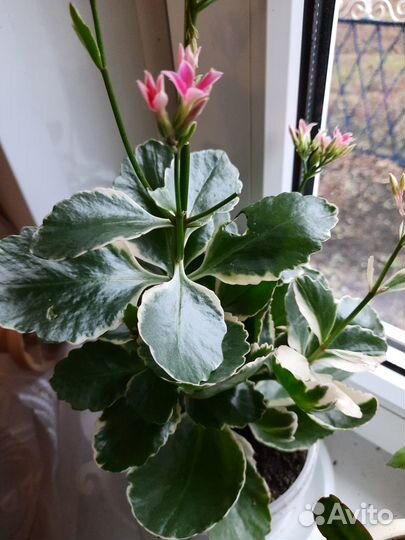 Каланхоэ вариегатный