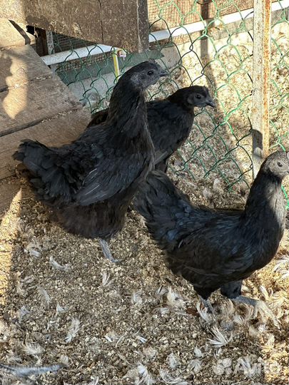 Инкубационное яйцо Уйхеилюй