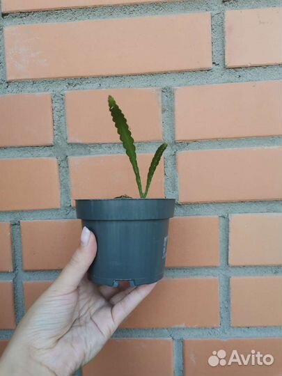 Эпифиллум ангулигер