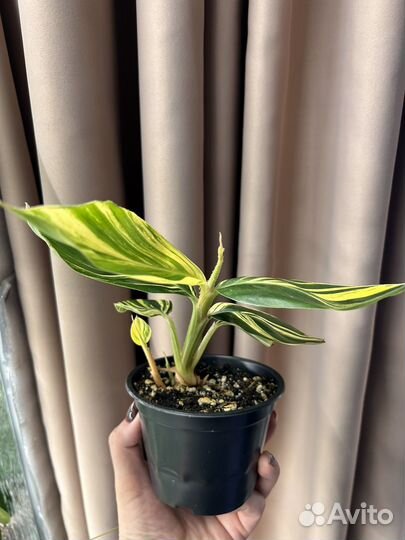 Альпиния вариегатная