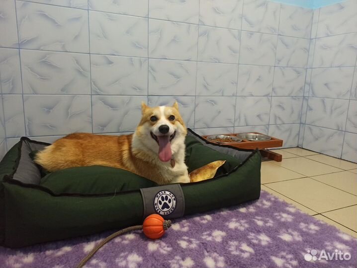 Передержка собак / гостиница