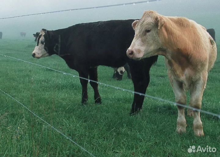 Электропастух для коров