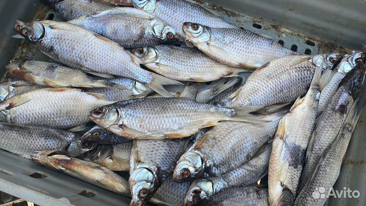 Вяленая рыба с цеха