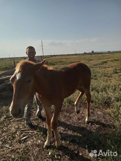 Лошадь жеребец