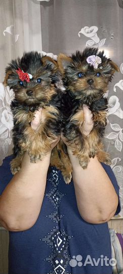 Малыши крепыши