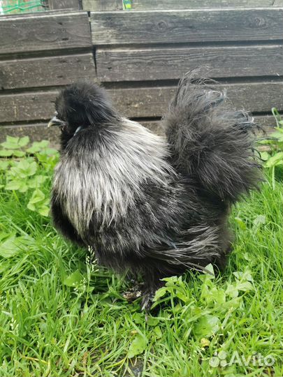 Китайские шелковые куры