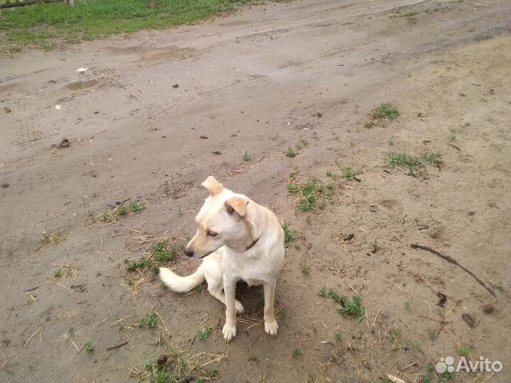 Собаки для души и охраны дома