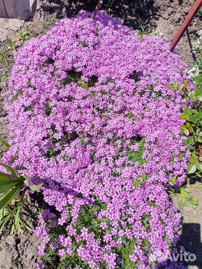 Флокс шиловидный