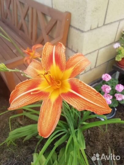 Садовые многолетники