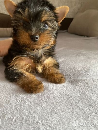 Йоркширский терьер