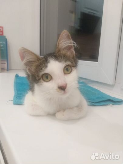 Кошечка в добрые руки