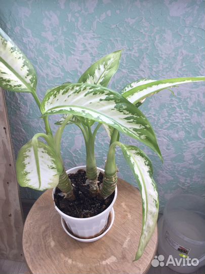 Комнатные цветы Диффенбахия