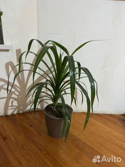 Цветок панданус