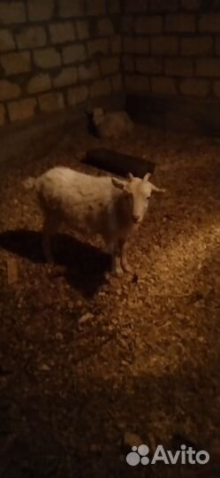 Козëл и козачка