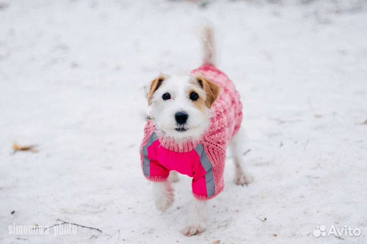 Одежда для животных