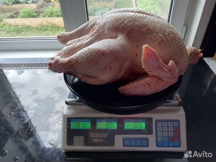 Мясо домашней индейки