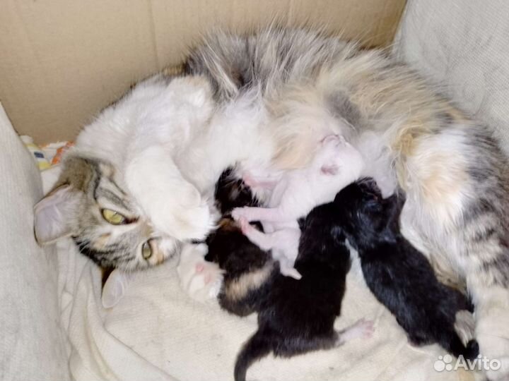 Кошечка в самые добрые и заботливые руки