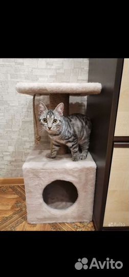 Отдам кошку