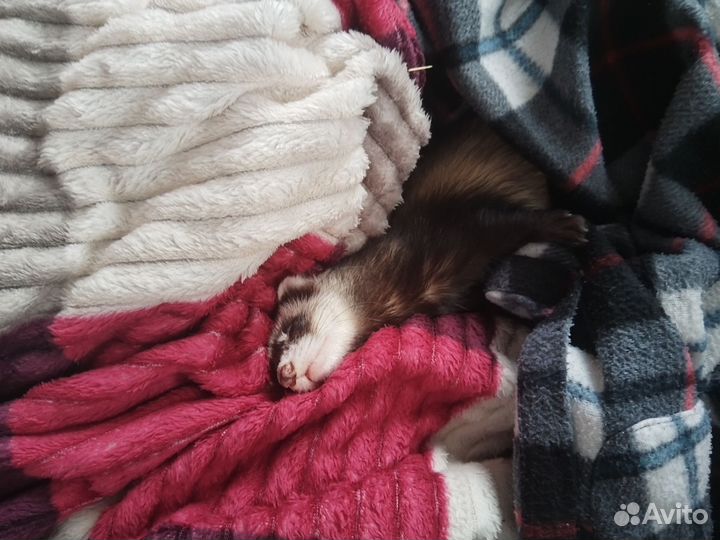 Вязка Харька