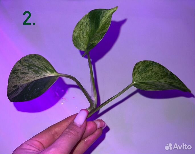 Эпипремнум марбл квин