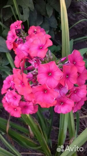 Многолетники