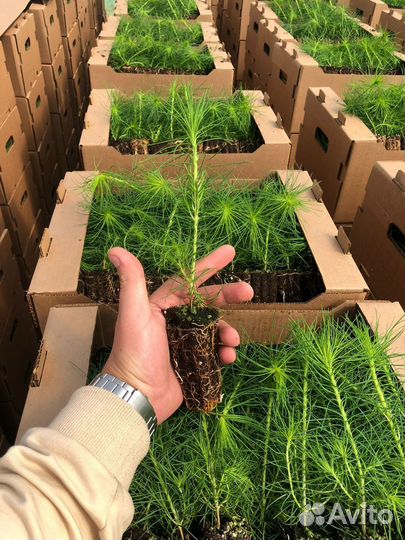Сеянцы сосны зкс от производителя