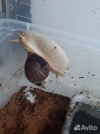 Отдам улиток