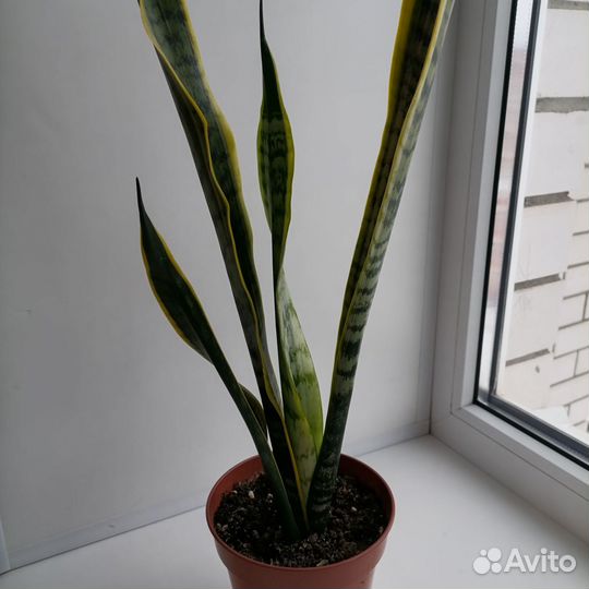 Сансевиерия, комнатные растения