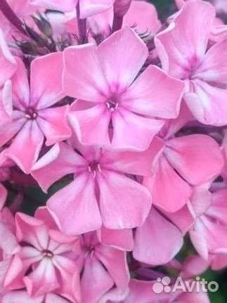 Флоксы розовые