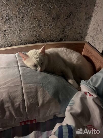 Передержка животных