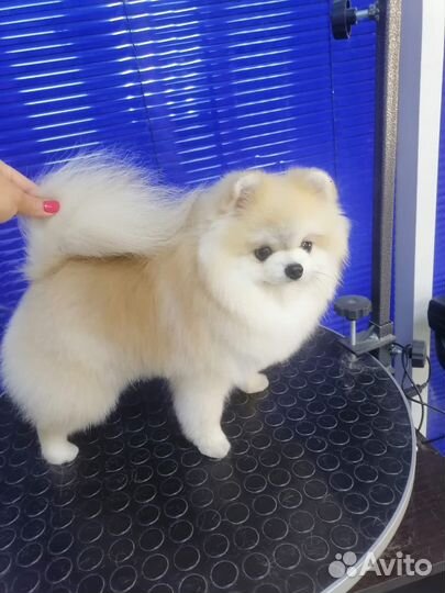 Шпиц вязка