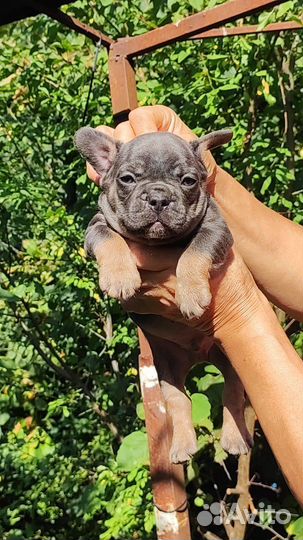 Мальчик голубой подпал породный, хороший