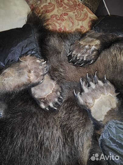 Медвежья шкура (имитация) Premium