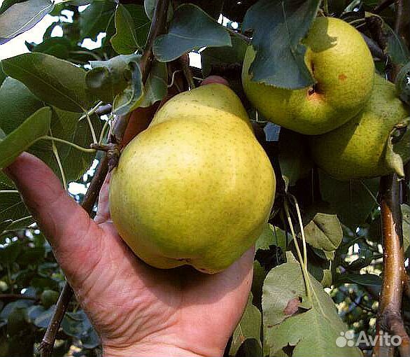 Груша Тёма - экологически чистая