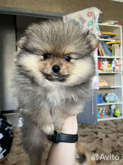 Щенки шпица