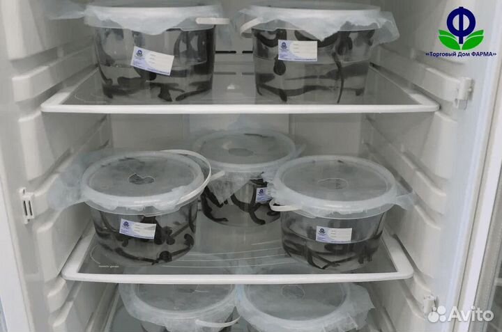 Пиявки для гирудотерапии. Сертифицированные