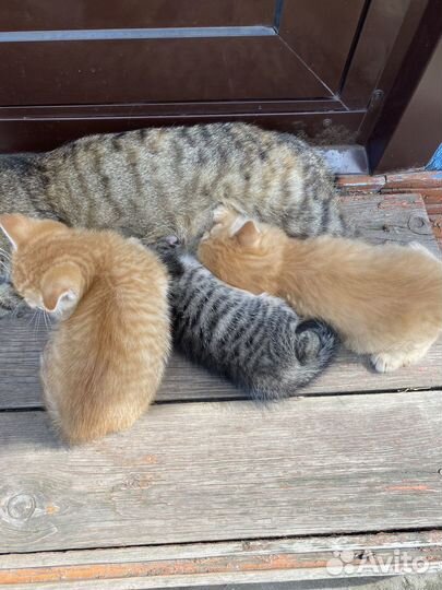 Отдам котят в добрые руки