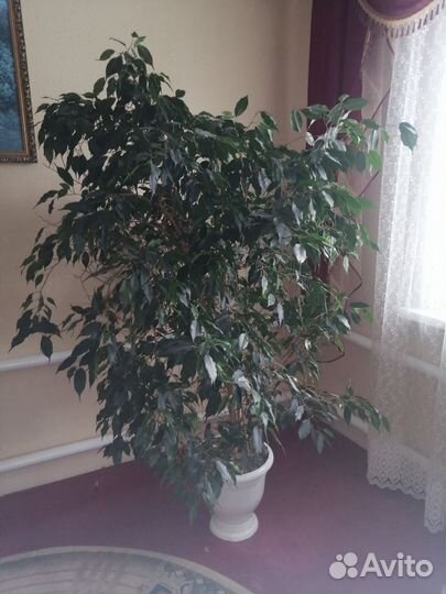 Фикус бенджамина большой