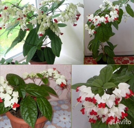 Клеродендрум томпсона