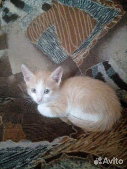 Котята мьльчики в дар бесплатно
