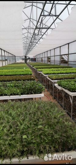 Рассада на заказ оптом