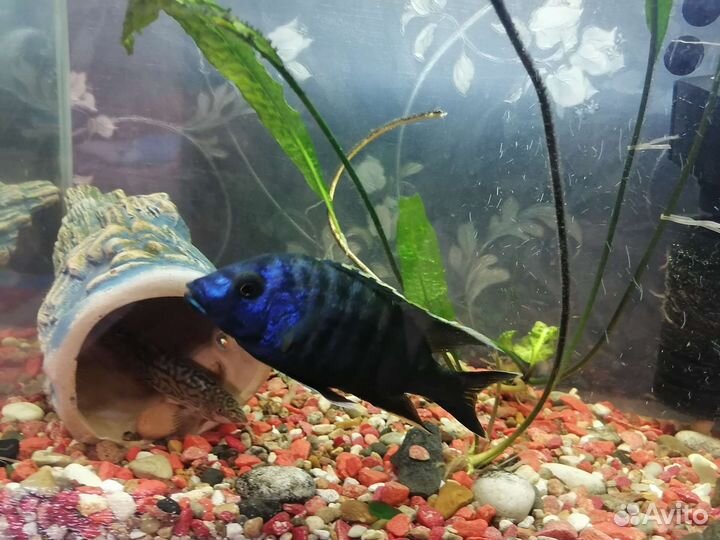 Рыбы цихлиды, малавийская цихлида