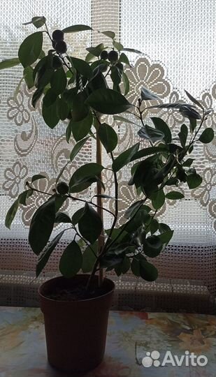 Цитрусовые растения