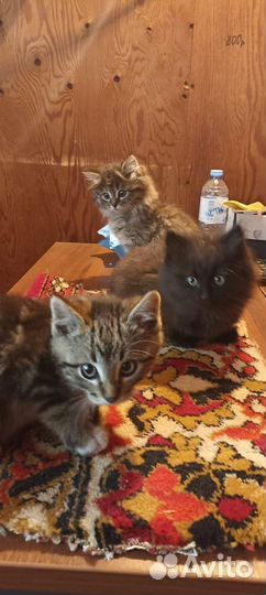 Малыш котенок лоток отлично, доставим сами