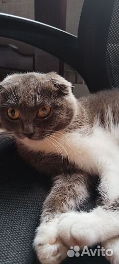 Кошки в добрые руки