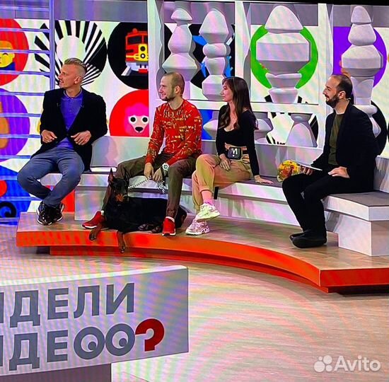 Доберман для фотосессии, Казань